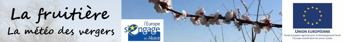 photo d'une branche fleurie